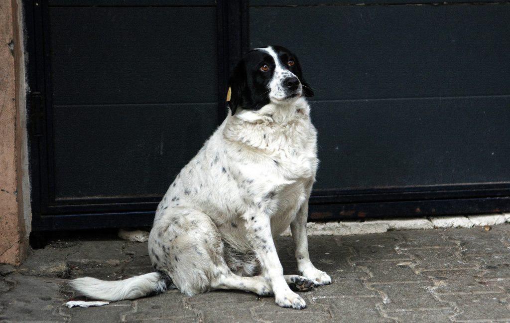 Perro callejero salta a la fama regulando el tráfico en Georgia