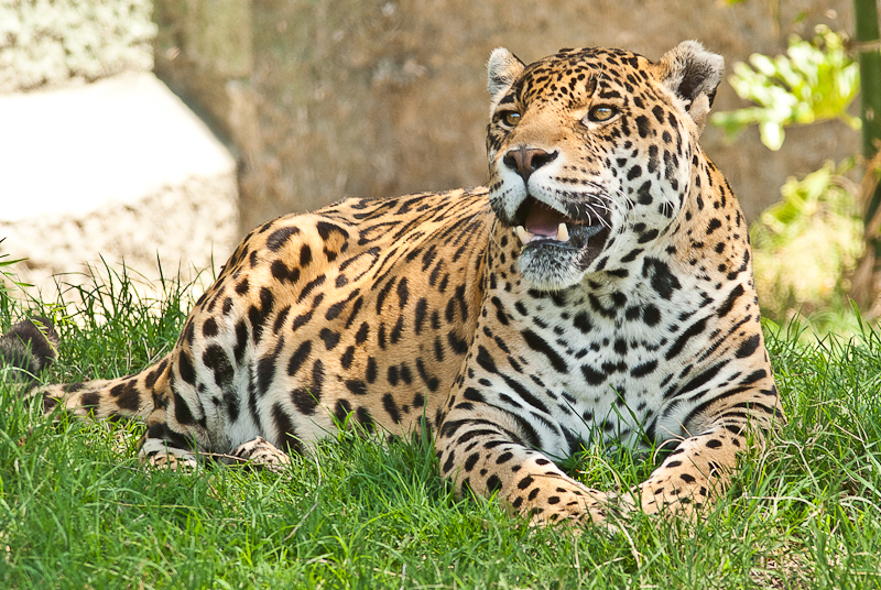 Encuentran 10 felinos salvajes en Cancún