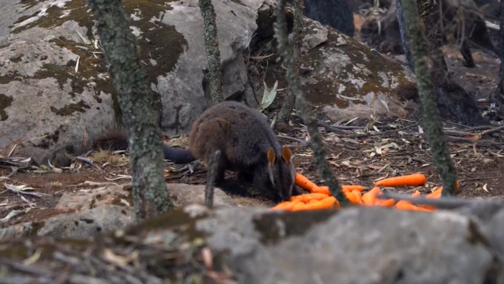 Australia lanza alimentos para animales hambrientos