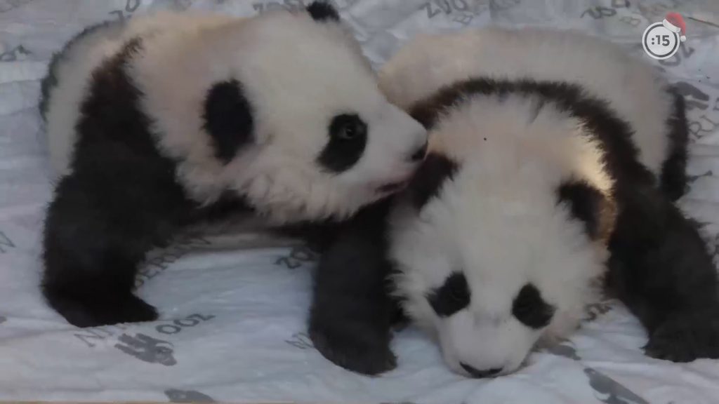 El Zoo de Berlín presenta a dos crías de oso panda