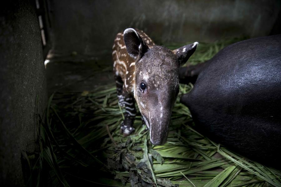 En imágenes: Nace en Nicaragua nuevo tapir en cautiverio, especie en peligro de extinción