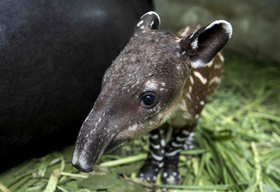 En imágenes: Nace en Nicaragua nuevo tapir en cautiverio, especie en peligro de extinción