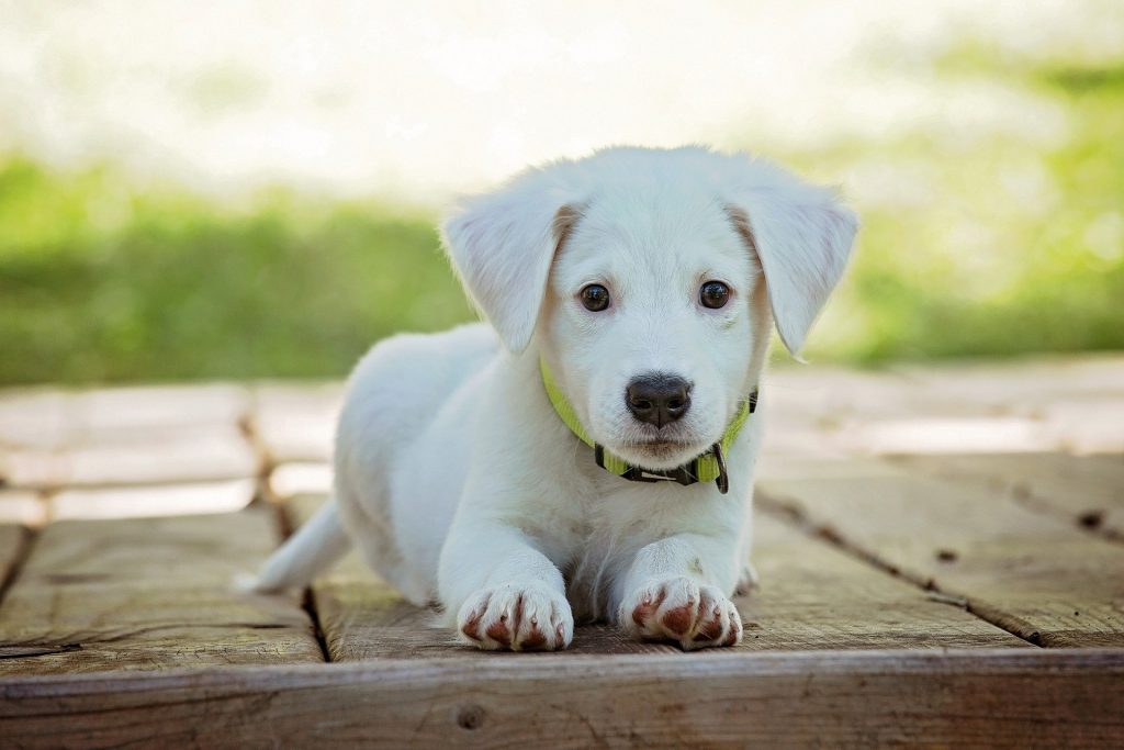 Las mascotas: víctimas colaterales del coronavirus en China