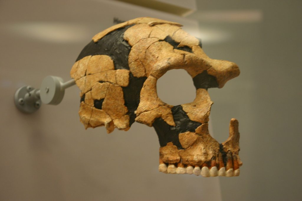 Primer mestizaje humano ocurrió hace 700.000 años