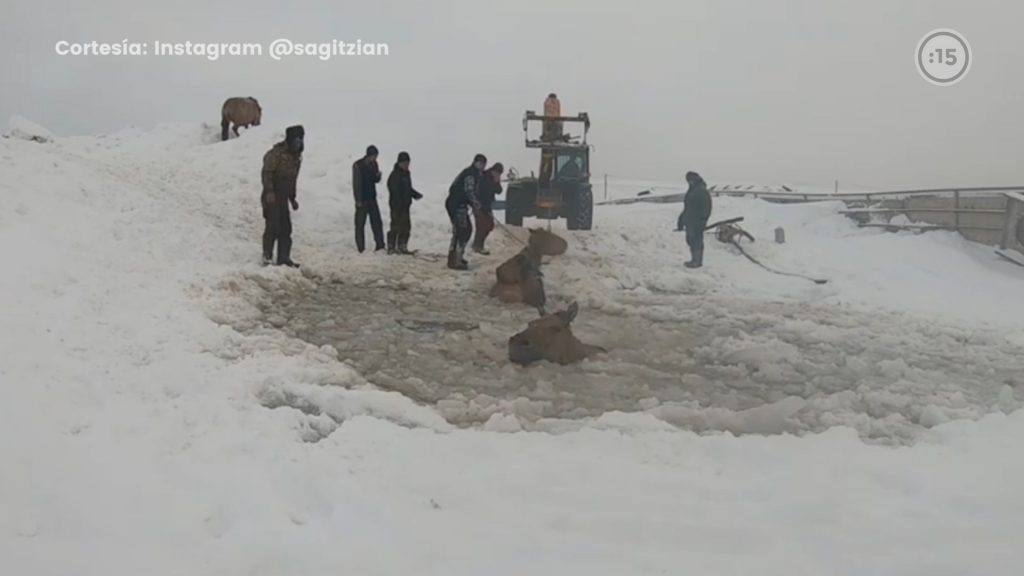 Espectacular rescate de 11 yeguas en Rusia