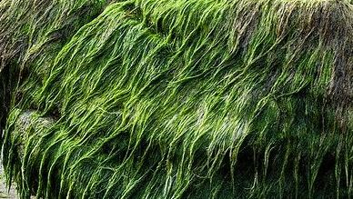 Descubren en China microfósiles de alga verde más antiguos del mundo