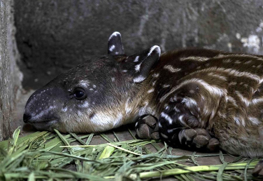 En imágenes: Nace en Nicaragua nuevo tapir en cautiverio, especie en peligro de extinción