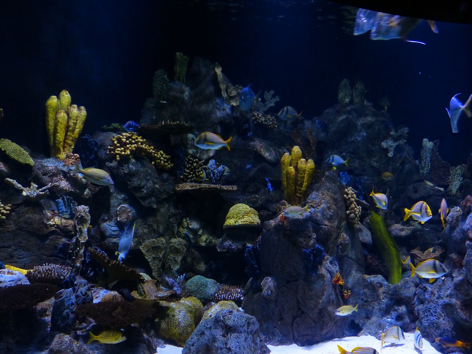Arrecifes de coral pueden quedarse sin hábitats para 2100