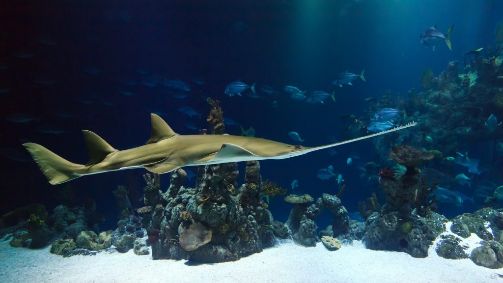 Descubren dos nuevas especies de un tipo raro de tiburón