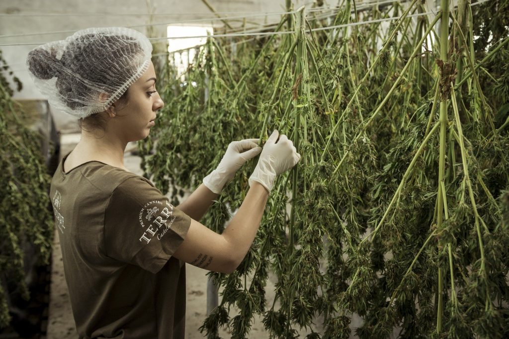El cannabis: un paleativo en tiempos de pandemia en EEUU