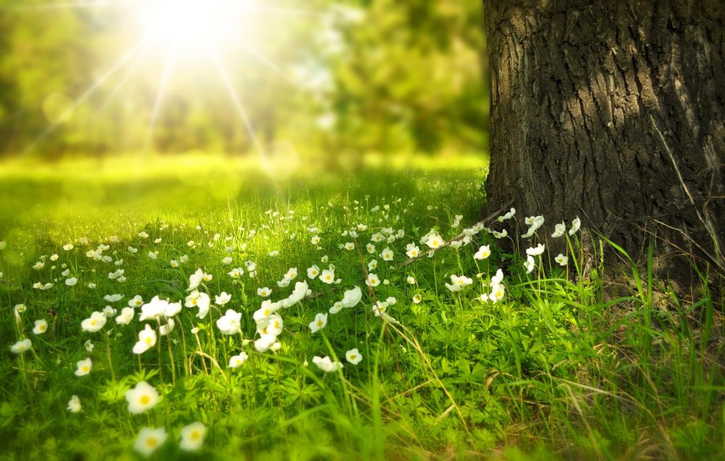 Conoce cuándo empieza la primavera de 2020