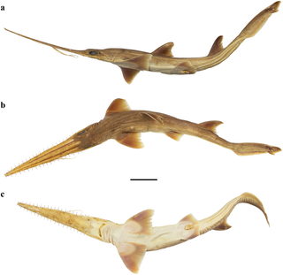 Descubren dos nuevas especies de un tipo raro de tiburón