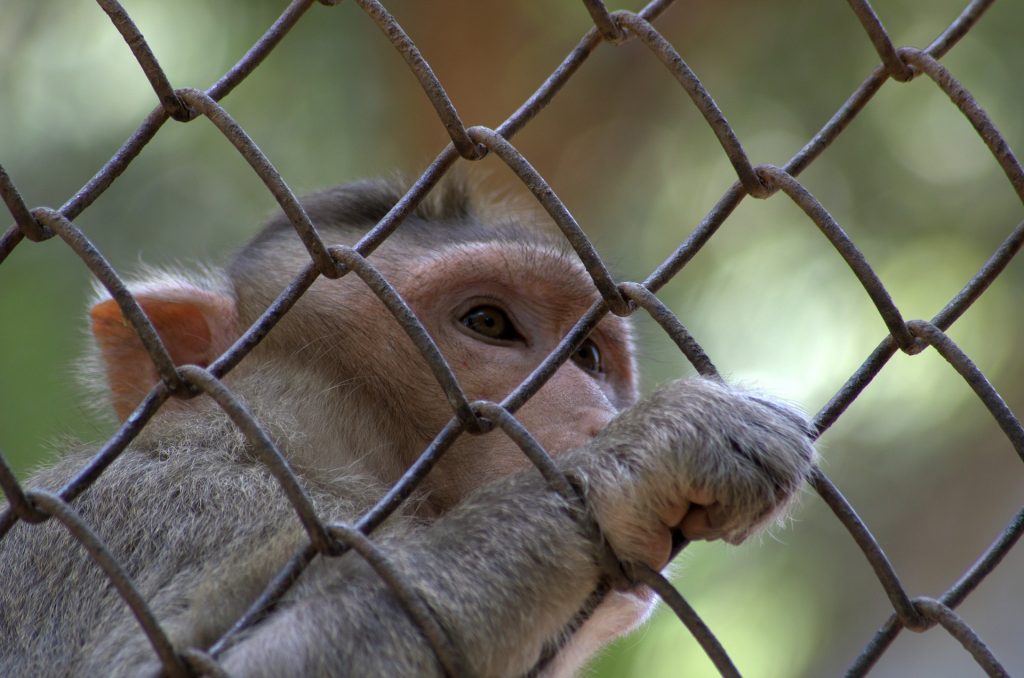 El tráfico de especies exóticas crece en Internet