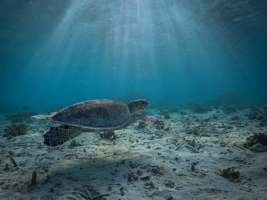 Confusión de olores pone en peligro a las tortugas marinas