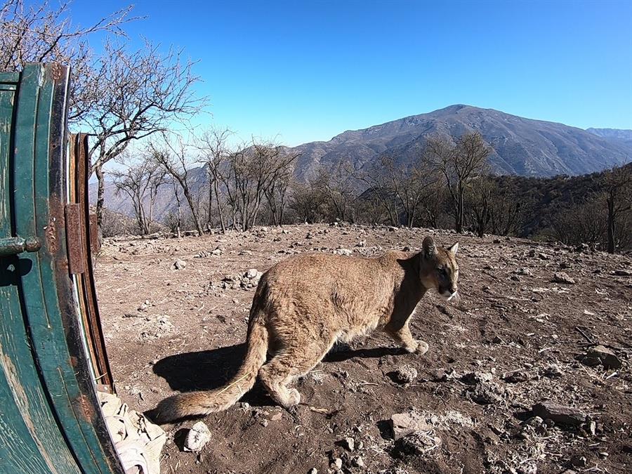 Nuevo puma se pasea por las calles de Chile