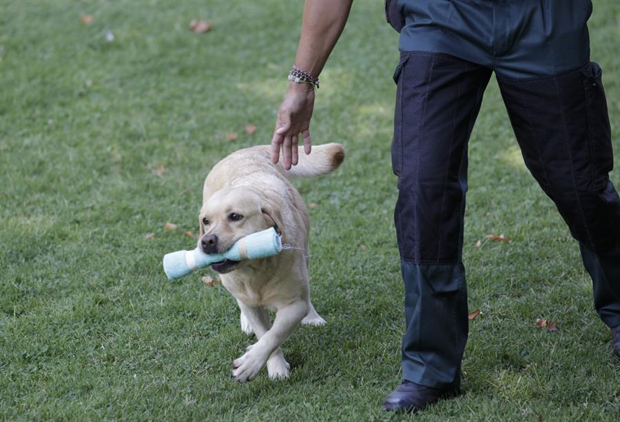 Universidad de EEUU investiga si los perros pueden detectar el SARS-CoV-2