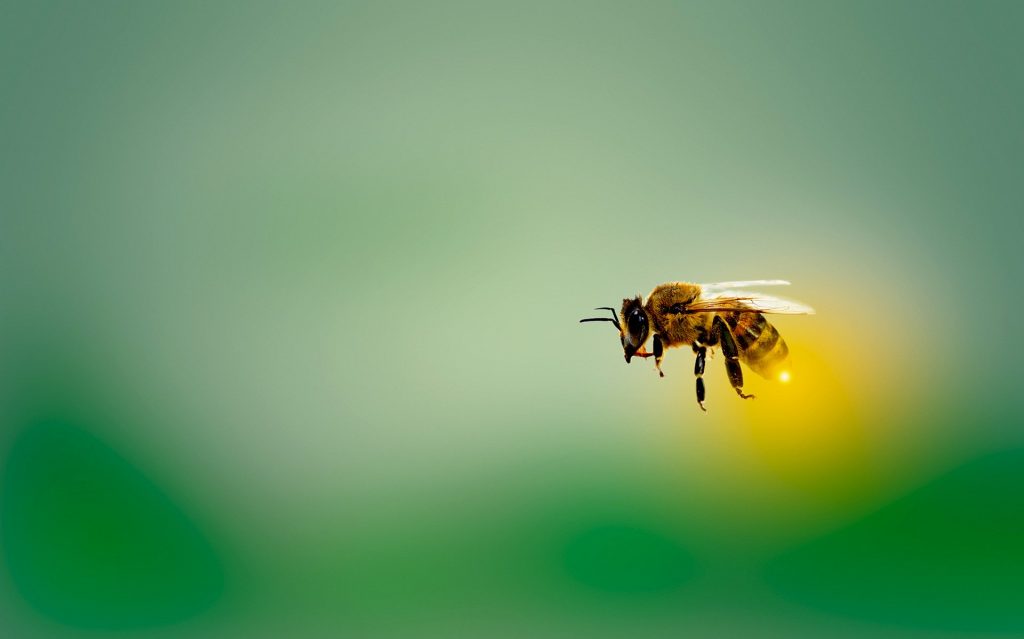 Google dedica su doodle del Día de la Tierra a las abejas