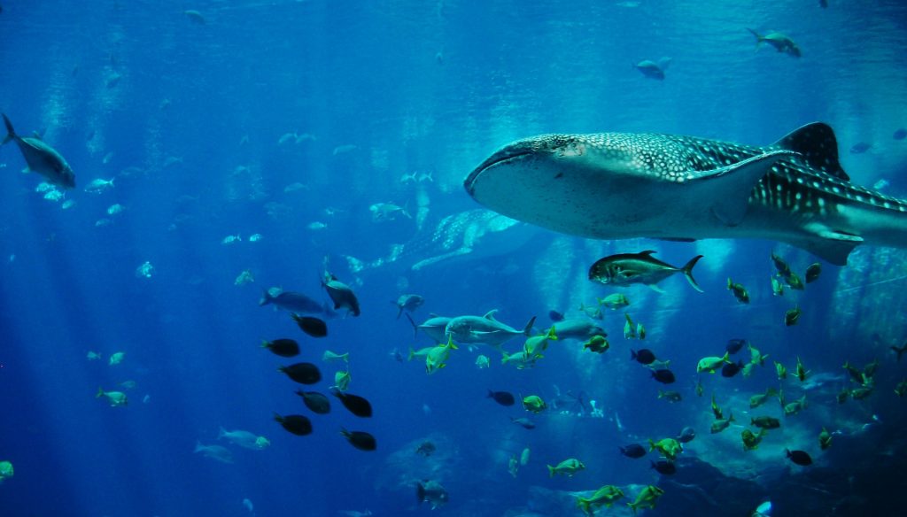 Revelan edad del tiburón ballena mediante pruebas nucleares
