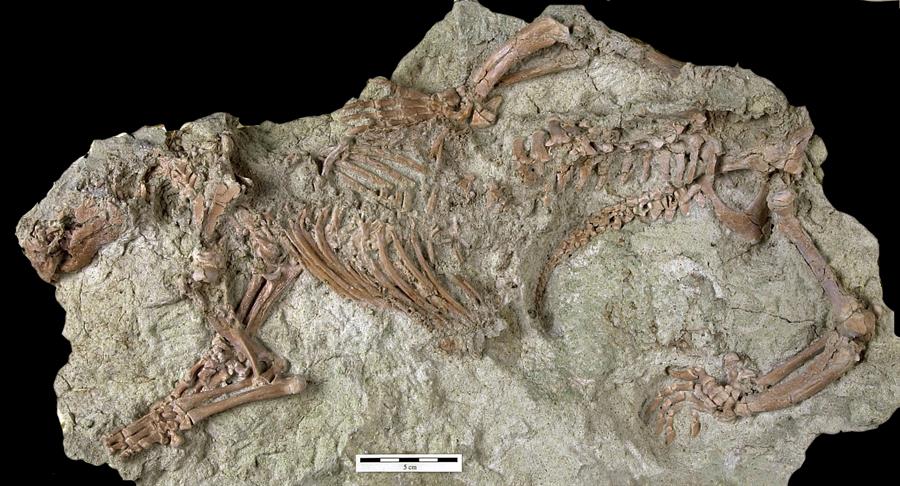 "Bestia loca", el fósil de un extraño mamífero de 66 millones de años