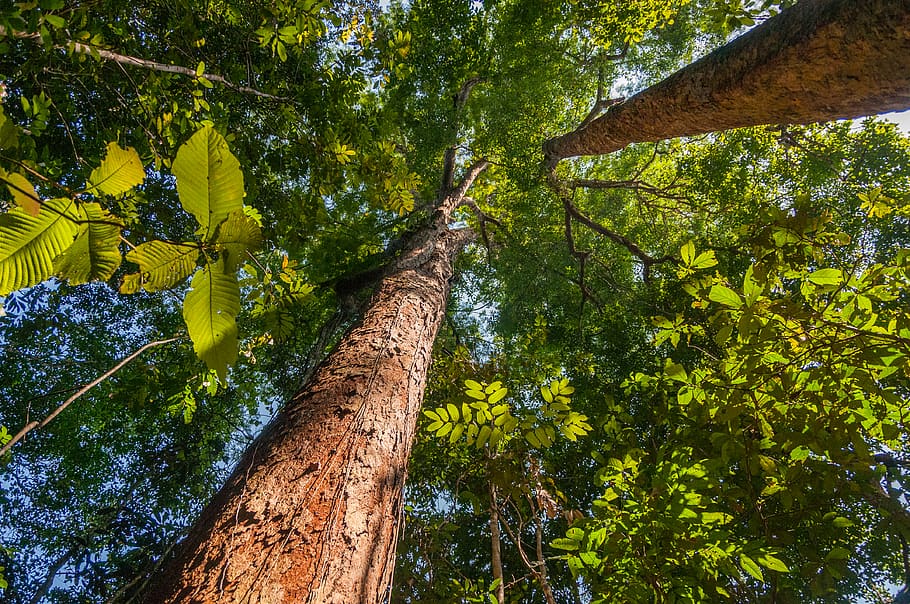 Deforestación en la Amazonía brasileña se dispara más de 50 %