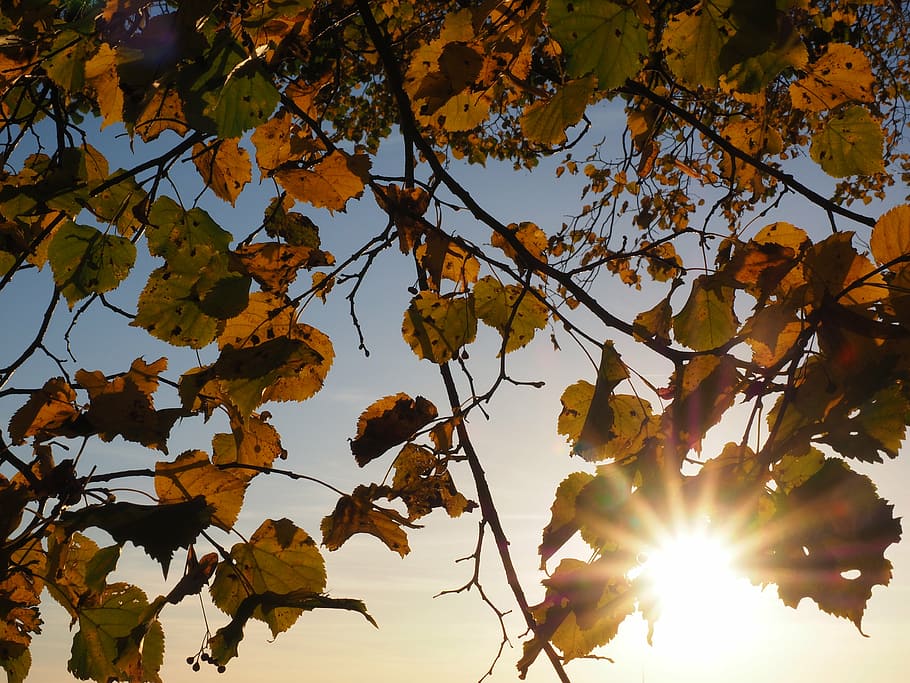 Consiguen generar luz sostenida en plantas vivas