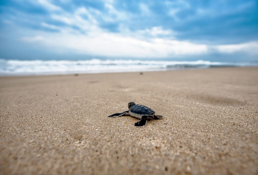 Tortugas y tiburones vuelven a las costas vacías de Tailandia