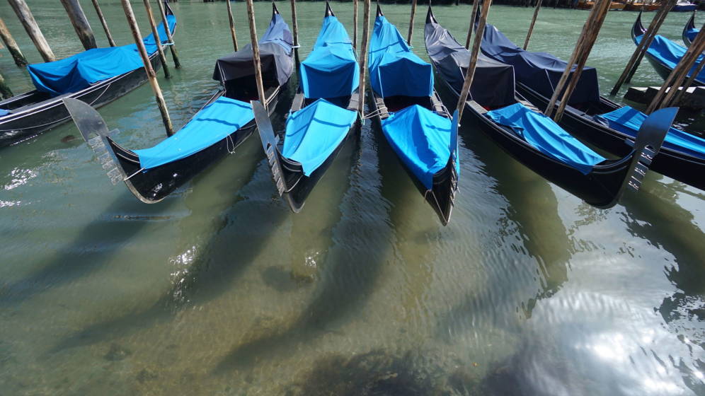 El agua de Venecia se aclaró por el bloqueo de la pandemia y causas naturales