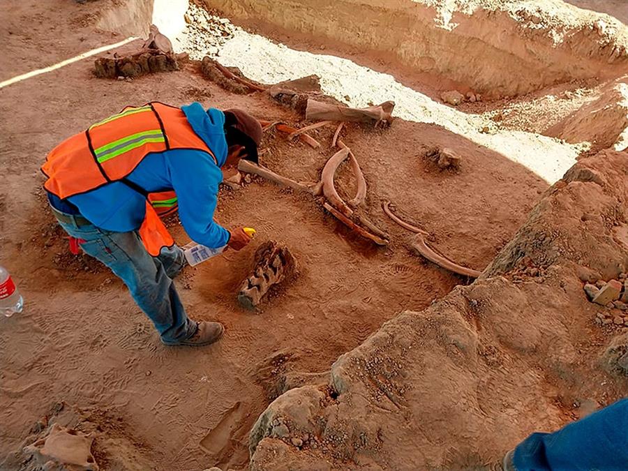Restos de mamuts hallados en México dan pistas sobre su extinción