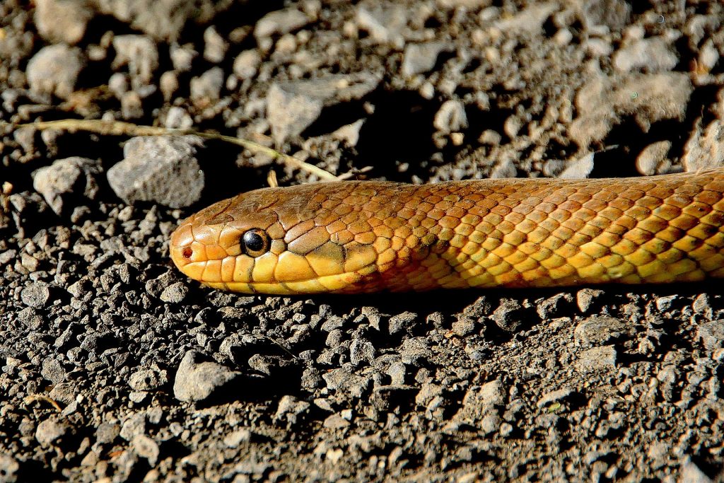 Descubren novedoso tratamiento contra la mordedura de serpiente
