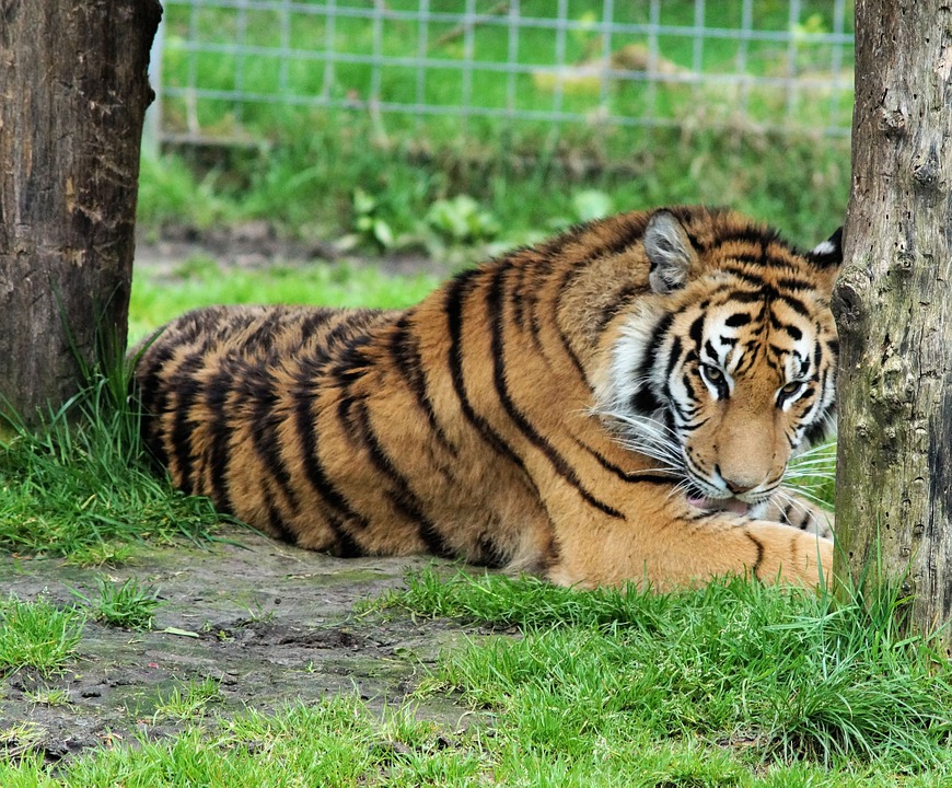 Multitud de personas acudió a reapertura del zoo de "Tiger King"