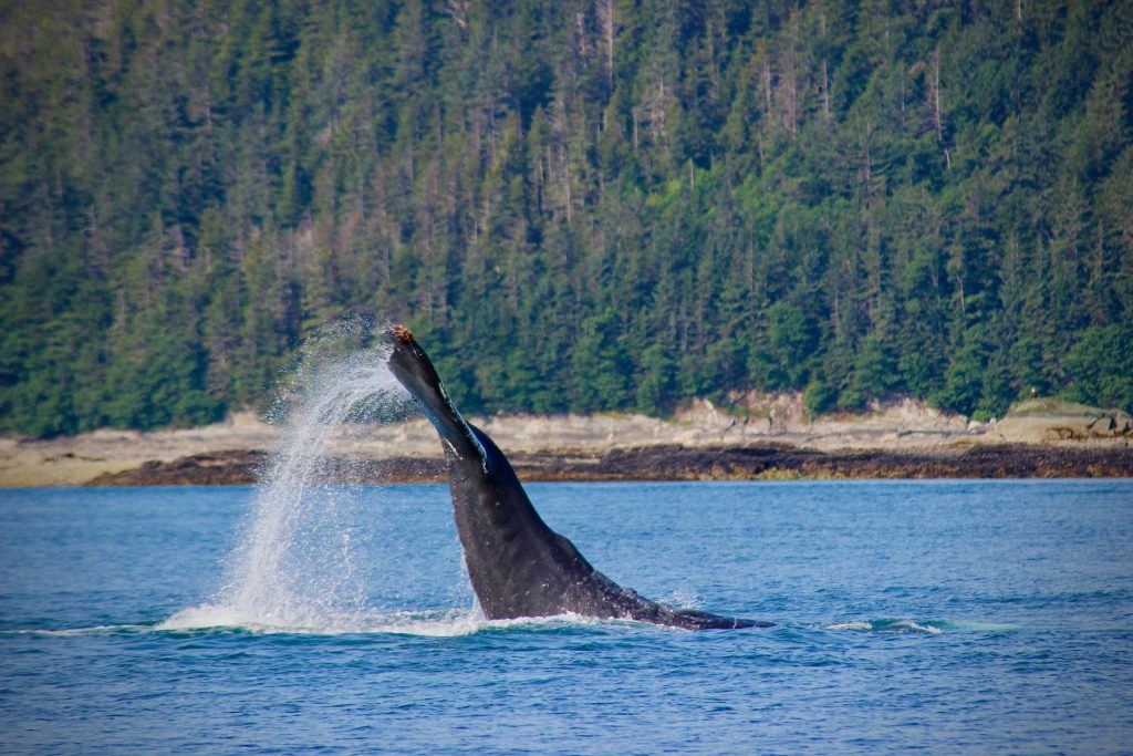 Una ballena de 20 metros vaga sin cola por la costa italiana