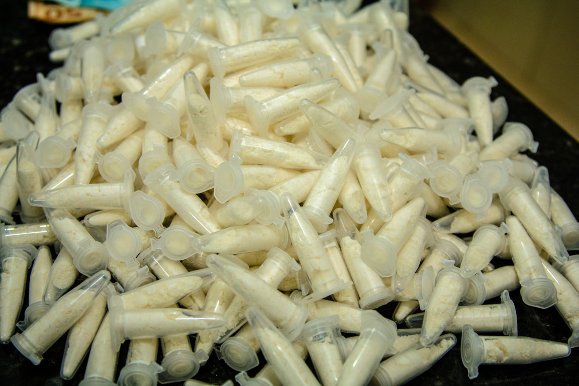 Casi 2 mil toneladas: producción de cocaína bate récord