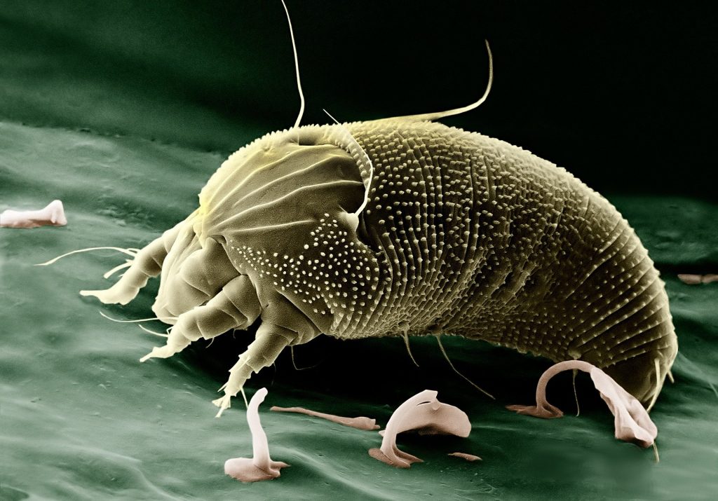 ¿Sabes cómo los ácaros del polvo provocan alergia?