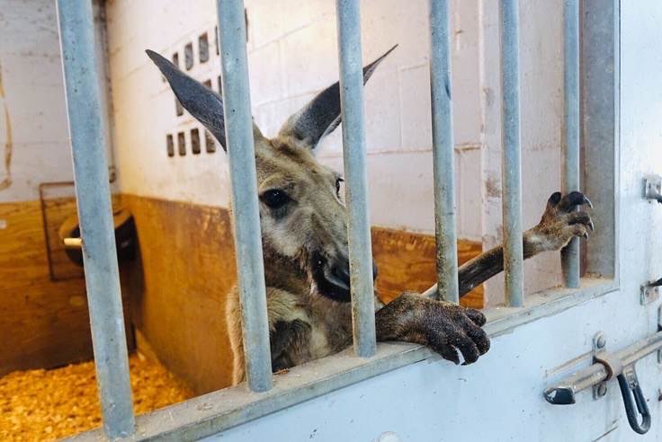 "Detienen" a canguro que paseaba por el sur de Florida