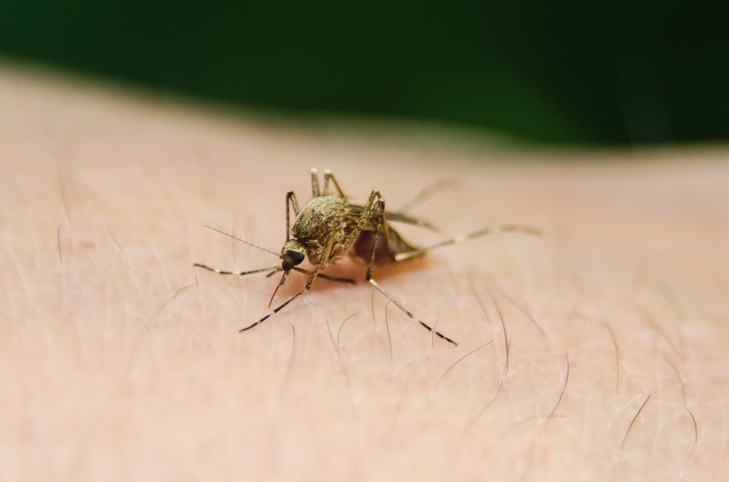 Aumentan los casos de fiebre del Nilo Occidental en Miami-Dade