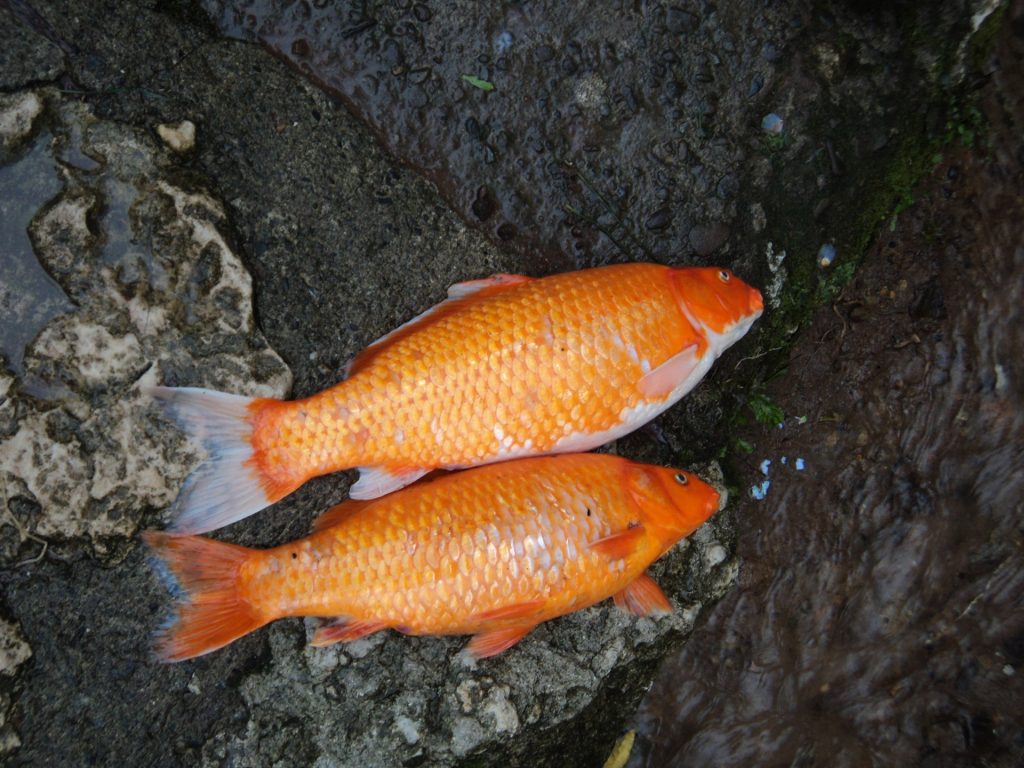 ¿Cuál es el misterio en un lago de Misuri que preocupa a la población?