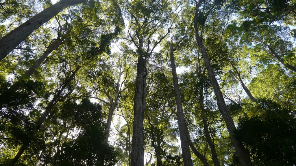 Millones de rayos caen en los bosques tropicales y así los afectan