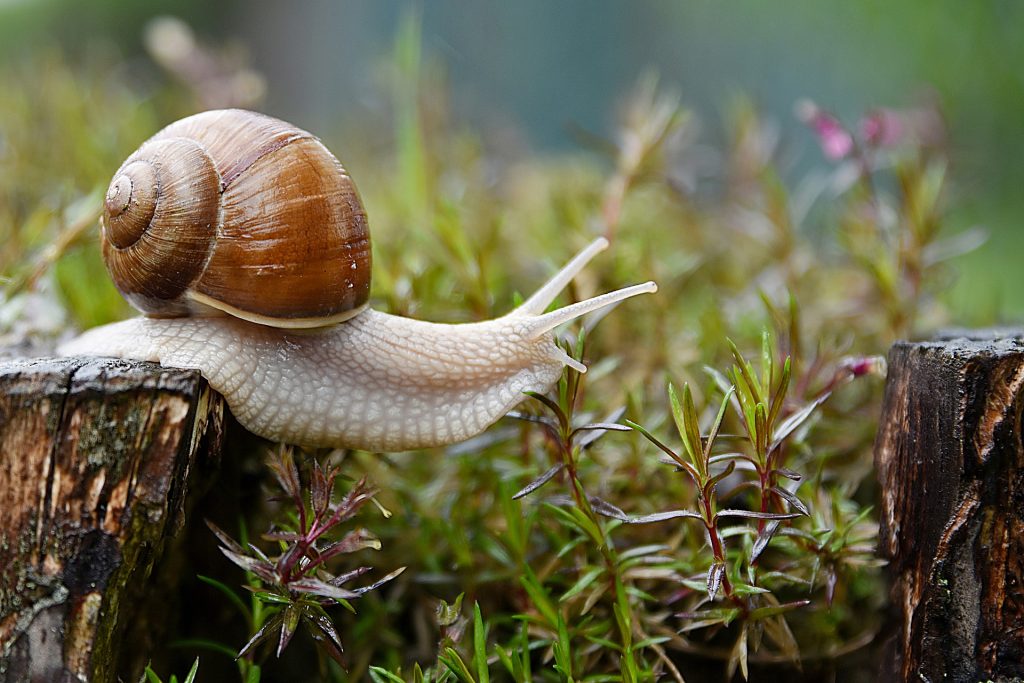 Descifran la composición de un veneno de caracol con potencial farmacológico