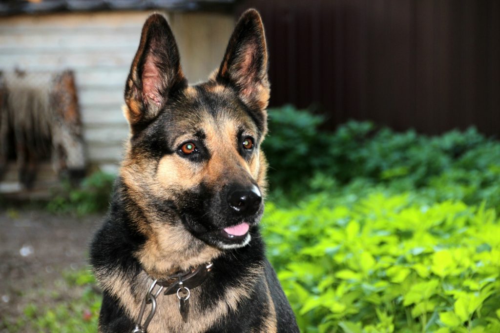Falleció Buddy, el primer perro diagnosticado con COVID-19