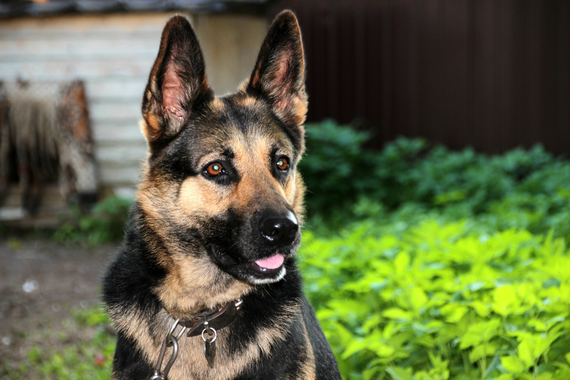 Falleció Buddy, el primer perro diagnosticado con COVID-19