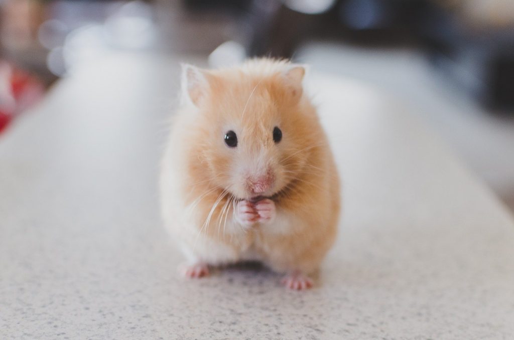 Muestran que varias especies animales pueden ser vulnerables al COVID-19