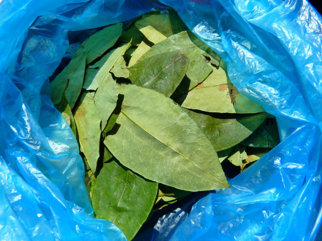 En Perú hay 72.000 hectáreas de cultivos de coca, afirmó EEUU