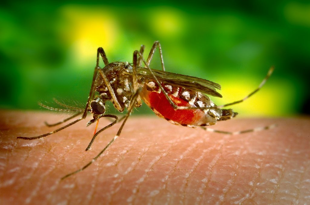 Suben a 26 los casos de dengue en los cayos de Florida