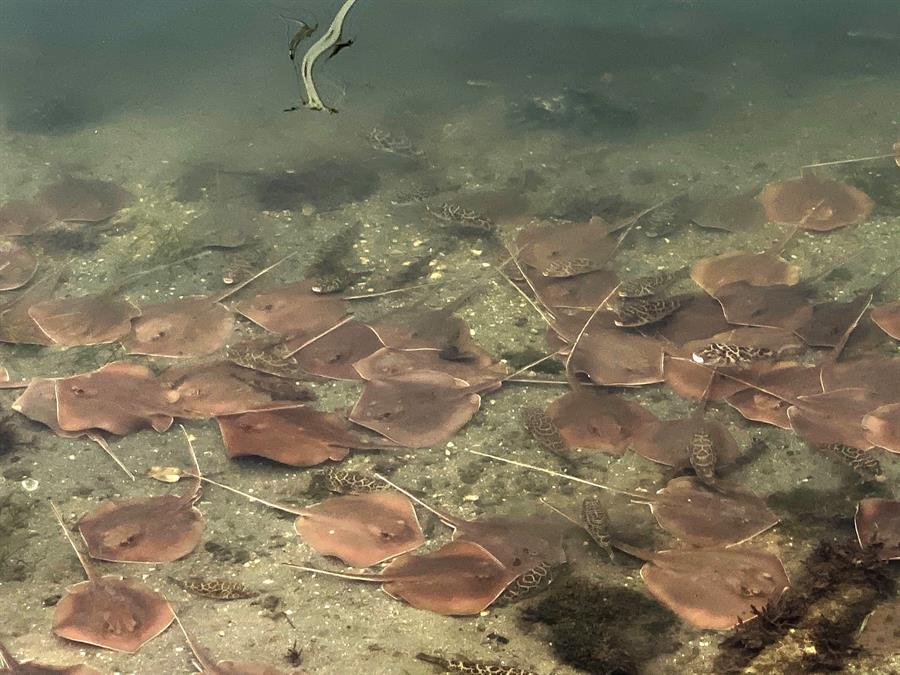 Por esta razón hay cientos de mantas rayas en las costas de Miami