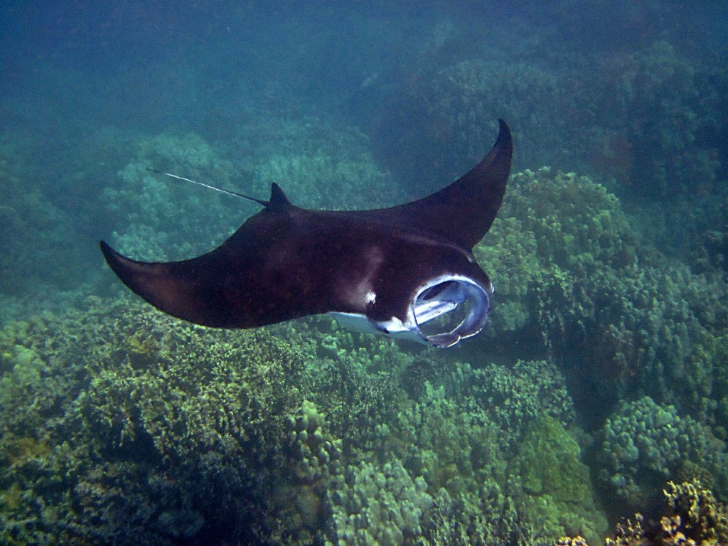 Suministran oxígeno a mantas rayas que agonizan en la bahía de Miami