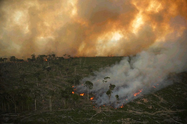 Entérate por qué WWF cree que los incendios forestales serán peores en 2020