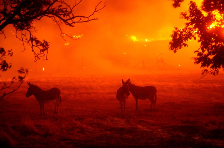 Los incendios forestales han arrasado extensas áreas