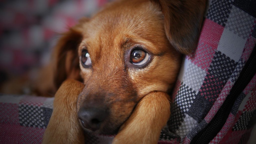 Si vives en Portugal y matas mascotas sin motivo, pudieras ir a la cárcel