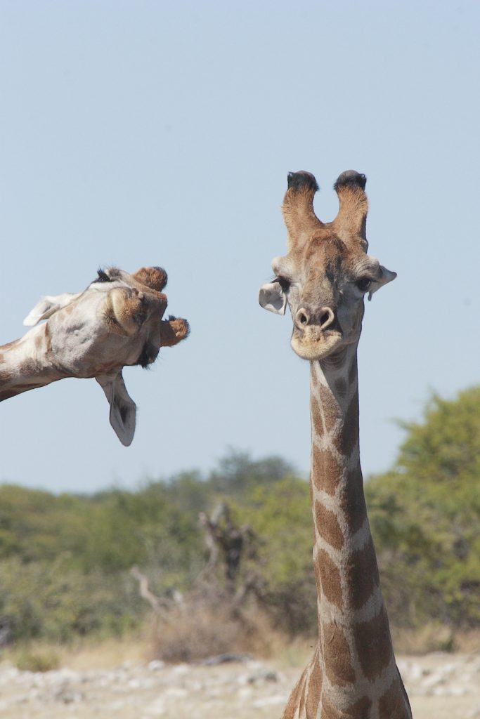 Comedy Wildlife Photography Awards anunció sus finalistas