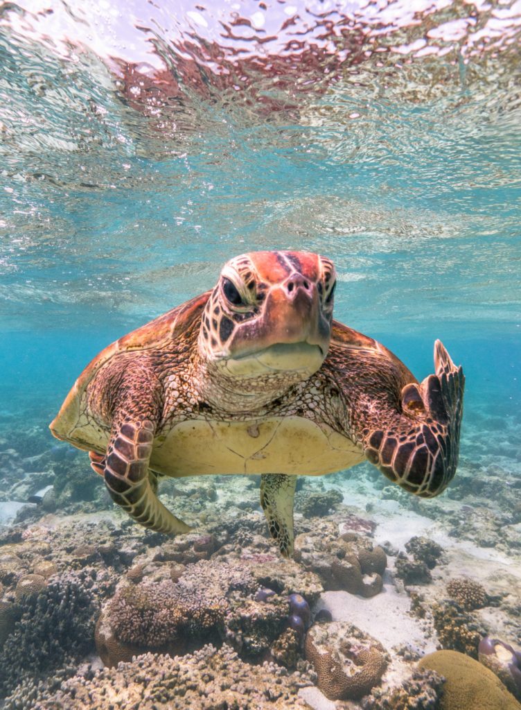 Fotos divertidas de animales: Comedy Wildlife Photography Awards